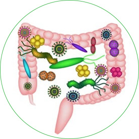 Disbioza kao uzrok digestivnih smetnji 1 disbioza