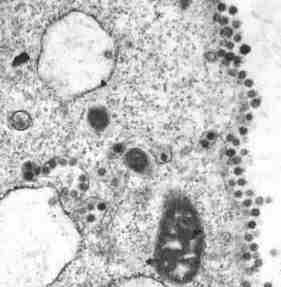 Korona virus COVID-19 – informacije, najčešća pitanja i odgovori 1 korona virus