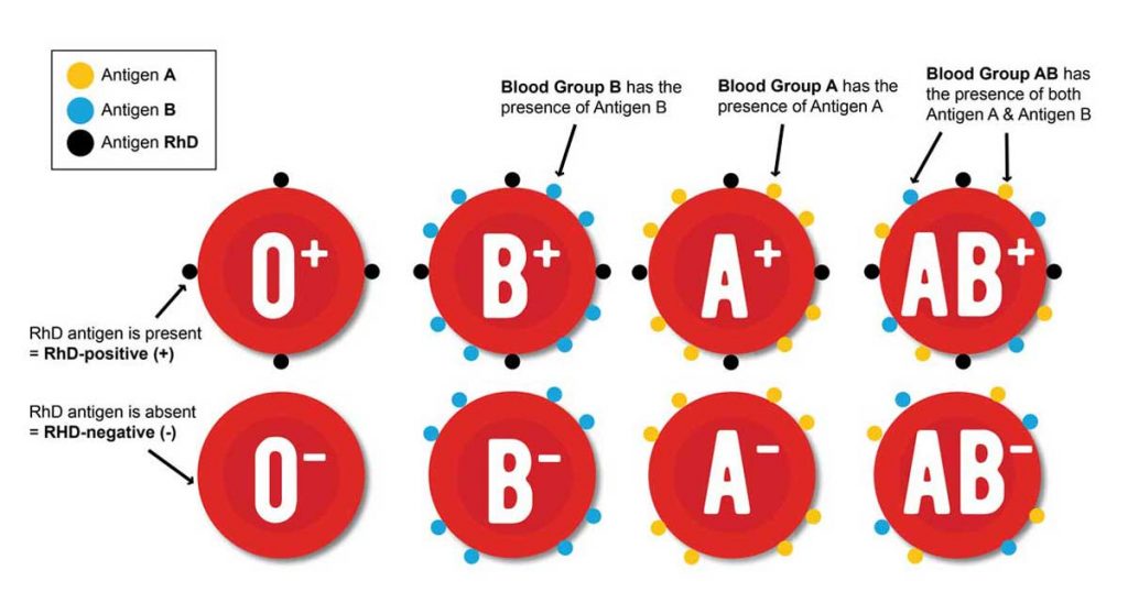 Određivanje krvne grupe i Rh faktora 1 Određivanje krvne grupe i Rh faktora 1