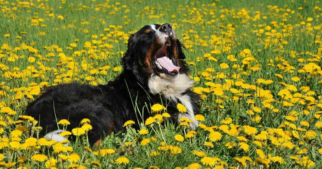 Šta je sindrom prolećnog umora? 1 Šta je sindrom prolećnog umora? 1