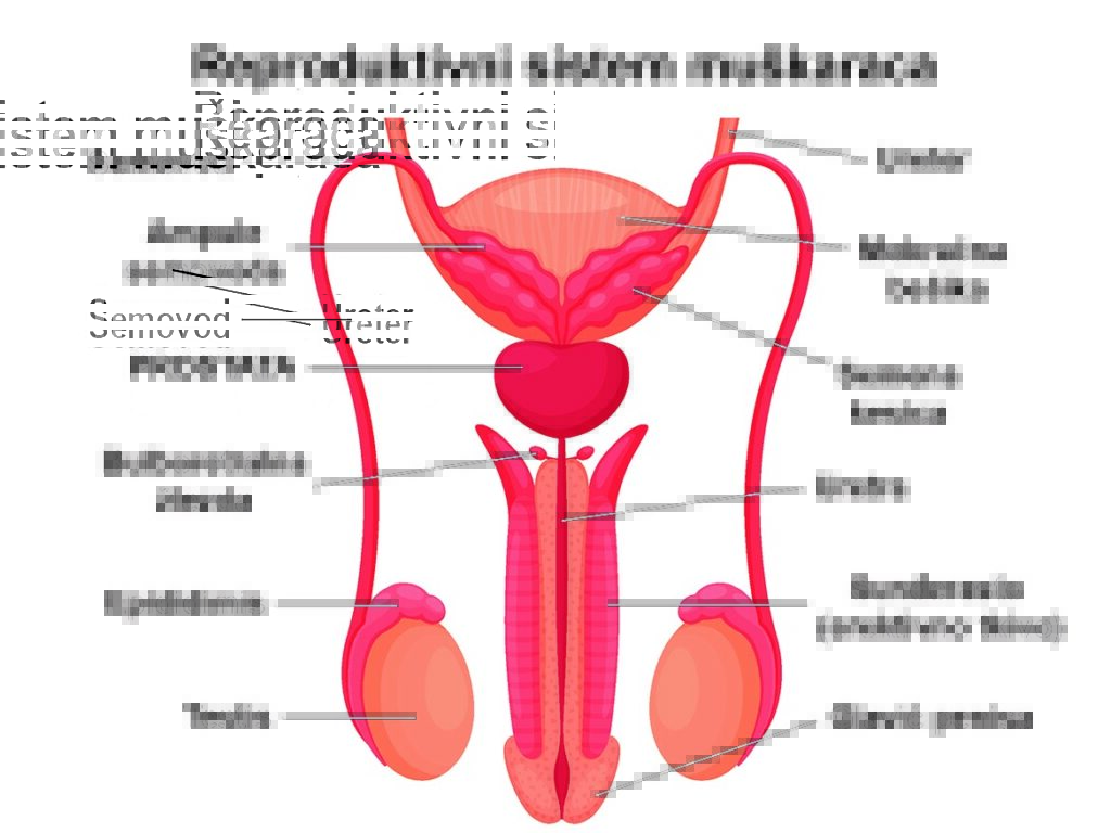Oboljenja prostate-simptomi, dijagnoza i laboratorijski testovi 1 Oboljenja prostate-simptomi, dijagnoza i laboratorijski testovi 1