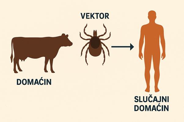 Krpeljni encefalitis (TBEV): Opasnost koja vreba iz prirode 1 Krpeljni encefalitis (TBEV): Opasnost koja vreba iz prirode 1