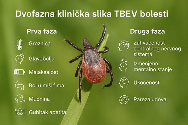 Krpeljni encefalitis (TBEV): Opasnost koja vreba iz prirode 2 Krpeljni encefalitis (TBEV): Opasnost koja vreba iz prirode 2